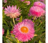 Semi di fioripaglia - decorazione del giardino per esterno Xerochrysum bracteatum - esotici rare semi di campo Le da balcone sono 200pcs