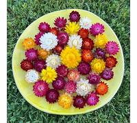 Semi di fioripaglia - semi di campo Xerochrysum bracteatum - biologici Le da giardino sono 100pcs