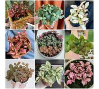 Semi di Fittonia - esotiche resistenti Fittonia fruticosa - da interno per il soggiorno resistenti all'esterno da appartamento che purificano l'aria 500pcs