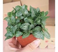 Semi di Fittonia schaffeltii - balcone di giardino Le rocce giardino sono resistenti semi perenni resistenti 500pcs