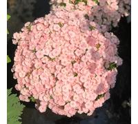 semi di flox, resistente - balcone da appartamento esotiche primaverili, per il giardino come tappezzanti, 100pcs