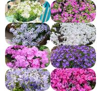 semi di flox tappezzante per i luoghi soleggiati vecchie varietà semi di selvatici Phlox, resistenti estivi 200pcs