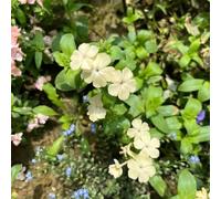 semi di flox, vecchie varietà biologici selvatici amanti dell'ombra primaverili balcone resistenti in vaso 400pcs