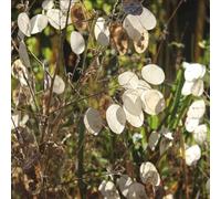semi di foglia d'argento, biologici Semi di Lunaria annua, semi di da giardino roccioso resistenti 150pcs