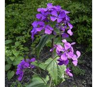 semi di foglia d'argento, estivi Semi di Lunaria annua, semi di d'ape da giardino roccioso resistenti regali per gli amanti del giardino 80pcs