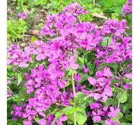 semi di foglia d'argento, serre da balcone Semi di Lunaria annua, semi di per esterno biologici 30pcs