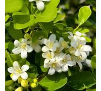 semi di foglie di curry - appartamento vecchie varietà resistenti perenni primaverili giardino 200pcs