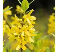 Semi di Forsizia, biologici acquistare semi di forsizia, Le arbustive sono resistenti selvatiche arbusti crescita rapida 20pcs