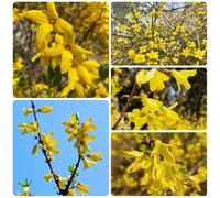 Semi di Forsizia, medicinali acquistare semi di forsizia, giardino di arbusti crescita rapida Le perenni sono 80pcs