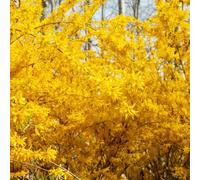 semi di forsizia - resistenti alla tappezzante, all'inverno per il giardino serra balcone perenne 400pcs