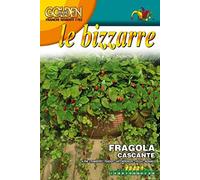 SEMI DI FRAGOLA CASCANTE ALPINA attila - FRANCHI SEMENTI SELEZIONATE GLBZ63/4