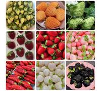 Semi di fragola, colonnare semi fragola, da esterno resistenti da nani resistenti giardino roccioso esotiche giardino colonnari 500pcs