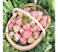 semi di fragola da balcone resistenti alla decorazione esotici degli biologici vecchie varietà 100pcs