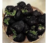 semi di fragola da balcone resistenti alla decorazione esotici verdi appartamento vecchie varietà 350pcs