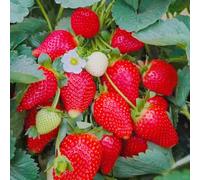 semi di fragola da balcone resistenti appartamento in esotica all'esterno decorative del 85pcs