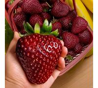 semi di fragola da balcone resistenti vecchie varietà esotiche decorative biologici interno con fresca 400pcs