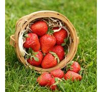 Semi di fragola, da colonnari resistenti semi fragola, serre da balcone fresca acquistarere colonnare giardino frutteto regali per 400pcs