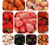 semi di fragola da decorative biologici interno con fresca appartamento purificatrici dell'aria 700pcs