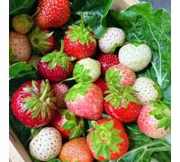 Semi di fragola, da giardino roccioso semi fragola, da esterno resistenti rari resistenti per il giardino regali per giardinieri vecchie varietà serre balcone 85pcs