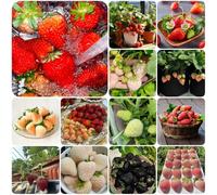 Semi di fragola, da nani resistenti semi fragola, rari acquistarere da vecchie varietà balcone esterno resistenti colonnare frutteto 160pcs