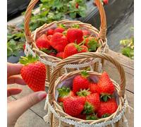 Semi di fragola, da semi fragola, da giardino roccioso rari vecchie varietà colonnare esotiche esterno resistenti resistenti per il giardino frutteto 55pcs