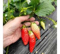 semi di fragola decorative esotici del soggiorno vecchie varietà resistenti da balcone perenni interno 1000pcs
