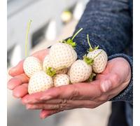 Semi di fragola, fresca semi fragola, regali per giardinieri esotiche da colonnari resistenti da resistenti per il giardino 300pcs