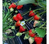Semi di fragola, Le di fragole sono semi di regali da giardino 50pcs