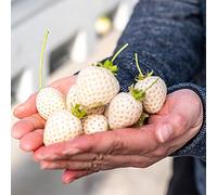 semi di fragola perenne - balcone, semi di fragola resistenti per giardino, fragole esotiche per balcone interno, resistenti colonna 50pz