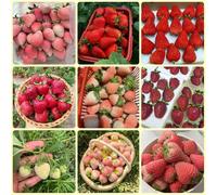 Semi di fragola, regali da giardino semi biologici Le da giardino sono resistenti regali per gli amanti del giardino rare 500pcs