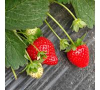 Semi di fragola, regali da giardino semi biologici per luoghi soleggiati regali sostenibili regali per gli amanti del giardino 200pcs