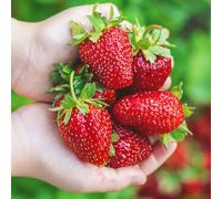 Semi di fragola, regali per giardinieri semi fragola, da colonnari resistenti da giardino balcone frutteto colonnare rari acquistarere 125pcs