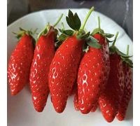 semi di fragola, resistenti in vaso interna giardino esterno 300pcs