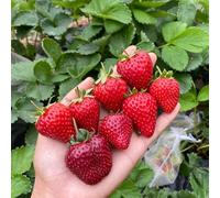 Semi di fragola, resistenti per contenitori da giardino Le da giardino sono resistenti 30pcs