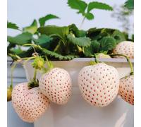 Semi di fragola, resistenti per il giardino regali sostenibili semi da balcone resistenti per contenitori 100pcs