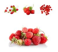 Semi di fragola selvatica, balcone Semi di fragola mensile, Fragaria vesca, acquistarere di fragole mensili 300pcs