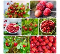 Semi di fragola selvatica, colonnare Semi di fragola mensile, Fragaria vesca, balcone giardino 500pcs