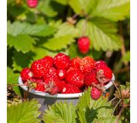 Semi di fragola selvatica - di balcone Semi di fragola - Fragaria vesca - semi di per il giardino da frutto nani resistenti per luoghi soleggiati 300pcs