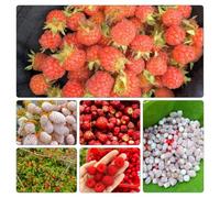semi di fragola selvatica - interna esterno d'appartamento 300pcs