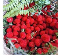 semi di fragola selvatica perenne - aiuola rialzata giardino esterno rampicanti resistenti 500pcs