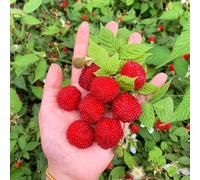 semi di fragola selvatica perenne - giardino resistenti rare vecchie varietà interno esotiche 300pcs