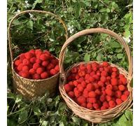 semi di fragola selvatica perenne - in vaso resistenti biologici esterno da giardino 200pcs