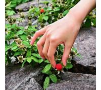 semi di fragola selvatica perenne - resistenti all'esterno esterno vecchie 400pcs