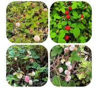 semi di fragola selvatica perenne - resistenti da balcone giardino interno biologici 350pcs