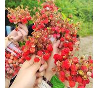 semi di fragola selvatica perenne - resistenti vecchie varietà in vaso biologici da giardino 550pcs