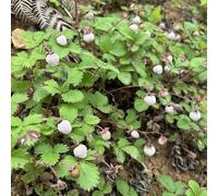 semi di fragola selvatica perenne - vecchie varietà in vaso estremamente resistenti balcone 100pcs