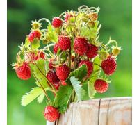 Semi di fragola selvatica, regali per gli amanti del giardino Semi di fragola mensile, Fragaria vesca, comprare semi da giardino 150pcs