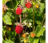 Semi di fragola selvatica, semi di fragola mensile, Fragaria vesca, di fragole da nani resistenti semi di da frutteto 400pcs