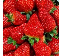 Semi di fragola, semi da balcone resistenti per contenitori semi di regali sostenibili 450pcs