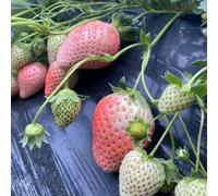 Semi di fragola, semi da giardino resistenti per il giardino regali per gli amanti 150pcs